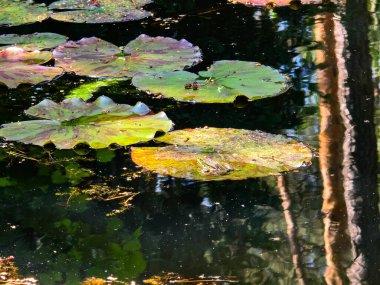 Bu büyüleyici stok fotoğrafı doğal sulak alanlarında geniş nilüferler üzerinde dinlenen büyüleyici kurbağaları gösteriyor. Görüntü, su bitkilerinin pürüzsüz yüzeyi ile zıt düşen amfibyumların dokulu ve nemli derilerini güzelce yakalıyor.
