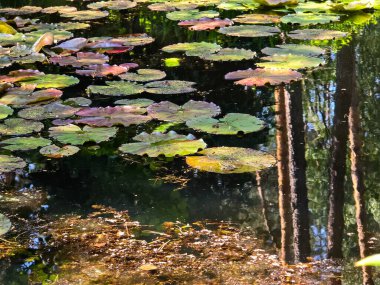 Bu büyüleyici stok fotoğrafı doğal sulak alanlarında geniş nilüferler üzerinde dinlenen büyüleyici kurbağaları gösteriyor. Görüntü, su bitkilerinin pürüzsüz yüzeyi ile zıt düşen amfibyumların dokulu ve nemli derilerini güzelce yakalıyor.