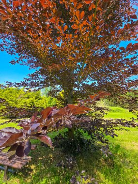 Bu çarpıcı stok fotoğrafı, çiçeklenmiş bir botanik bahçesinin nefes kesici güzelliğini yakalıyor. Resim renkli çiçek ve çeşitli bitki türlerinden oluşan canlı bir koleksiyon sergiliyor. Görsel olarak büyüleyici bir sahne yaratmak için ustalıkla düzenlenmiş. Kimden