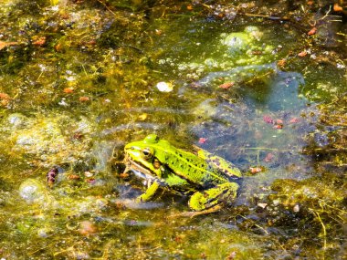 Bu büyüleyici stok fotoğrafı kurbağaların doğal gölet ekosistemlerinde geliştiğini gösteriyor. Görüntü, bu büyüleyici amfibileri çeşitli otantik pozlarda güzelce yakalıyor. Bazıları nilüferlerin üzerinde dinleniyor, bazıları temiz suda yüzüyor.
