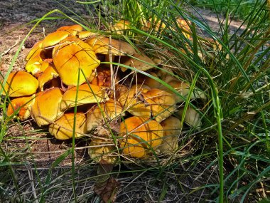 Bu çarpıcı stok fotoğrafı parlak turuncu mantarların doğal yaşam alanlarında gelişen sihirli güzelliklerini yakalıyor. Görüntü gösteriyor ki, fungis canlı kapaklar yemyeşil yosun ve zengin kahverengi yosunların zıt zemininde güzel bir şekilde tezat oluşturuyor.