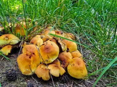 Bu çarpıcı stok fotoğrafı parlak turuncu mantarların doğal yaşam alanlarında gelişen sihirli güzelliklerini yakalıyor. Görüntü gösteriyor ki, fungis canlı kapaklar yemyeşil yosun ve zengin kahverengi yosunların zıt zemininde güzel bir şekilde tezat oluşturuyor.