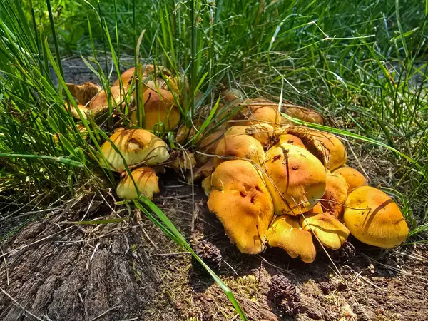 Bu çarpıcı stok fotoğrafı parlak turuncu mantarların doğal yaşam alanlarında gelişen sihirli güzelliklerini yakalıyor. Görüntü gösteriyor ki, fungis canlı kapaklar yemyeşil yosun ve zengin kahverengi yosunların zıt zemininde güzel bir şekilde tezat oluşturuyor.