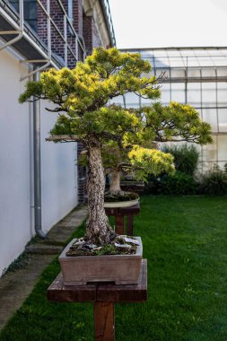 Bu enfes stok fotoğrafı çeşitli stil ve türleri temsil eden zarif bonsai ağaçları koleksiyonunu sergiliyor. Görüntü titizlikle şekillenmiş minyatür ağaçları, karakteristik kıvrımlı gövdeleriyle, yemyeşil gölgeleriyle ve mükemmel bir şekilde eşleştirilmiş...