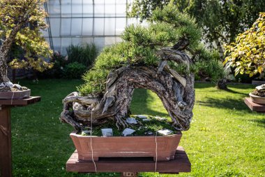 Bu enfes stok fotoğrafı çeşitli stil ve türleri temsil eden zarif bonsai ağaçları koleksiyonunu sergiliyor. Görüntü titizlikle şekillenmiş minyatür ağaçları, karakteristik kıvrımlı gövdeleriyle, yemyeşil gölgeleriyle ve mükemmel bir şekilde eşleştirilmiş...