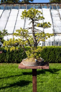 Bu enfes stok fotoğrafı çeşitli stil ve türleri temsil eden zarif bonsai ağaçları koleksiyonunu sergiliyor. Görüntü titizlikle şekillenmiş minyatür ağaçları, karakteristik kıvrımlı gövdeleriyle, yemyeşil gölgeleriyle ve mükemmel bir şekilde eşleştirilmiş...