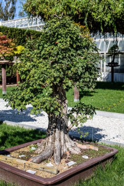 Bu enfes stok fotoğrafı çeşitli stil ve türleri temsil eden zarif bonsai ağaçları koleksiyonunu sergiliyor. Görüntü titizlikle şekillenmiş minyatür ağaçları, karakteristik kıvrımlı gövdeleriyle, yemyeşil gölgeleriyle ve mükemmel bir şekilde eşleştirilmiş...