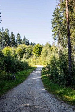 Dokunulmamış kozalaklı bir ormanın ihtişamını yakalayan bu nefes kesici görüntüyle büyülü bir orman diyarına adım atın. Yükselen yeşil nöbetçiler gökyüzüne doğru uzanıyor, yıpranmış gövdeleri doğal sütunlar oluşturuyor. Büyük katedral.