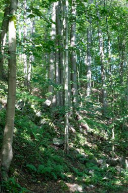 Dokunulmamış kozalaklı bir ormanın ihtişamını yakalayan bu nefes kesici görüntüyle büyülü bir orman diyarına adım atın. Yükselen yeşil nöbetçiler gökyüzüne doğru uzanıyor, yıpranmış gövdeleri doğal sütunlar oluşturuyor. Büyük katedral.