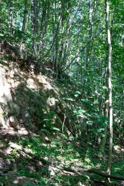 Dokunulmamış kozalaklı bir ormanın ihtişamını yakalayan bu nefes kesici görüntüyle büyülü bir orman diyarına adım atın. Yükselen yeşil nöbetçiler gökyüzüne doğru uzanıyor, yıpranmış gövdeleri doğal sütunlar oluşturuyor. Büyük katedral.