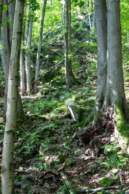 Dokunulmamış kozalaklı bir ormanın ihtişamını yakalayan bu nefes kesici görüntüyle büyülü bir orman diyarına adım atın. Yükselen yeşil nöbetçiler gökyüzüne doğru uzanıyor, yıpranmış gövdeleri doğal sütunlar oluşturuyor. Büyük katedral.