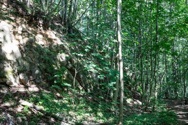 Dokunulmamış kozalaklı bir ormanın ihtişamını yakalayan bu nefes kesici görüntüyle büyülü bir orman diyarına adım atın. Yükselen yeşil nöbetçiler gökyüzüne doğru uzanıyor, yıpranmış gövdeleri doğal sütunlar oluşturuyor. Büyük katedral.