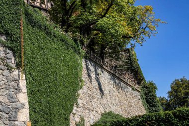 Bu yüksek çözünürlüklü fotoğraf, eski bir duvarın üzerinde sallanan vahşi üzümlerin doğal güzelliğini yakalar. Canlı yeşil yapraklar ve organik filizler statik taş veya tuğlaya hayat ve hareket getiren zengin ve dokulu bir desen oluşturur.
