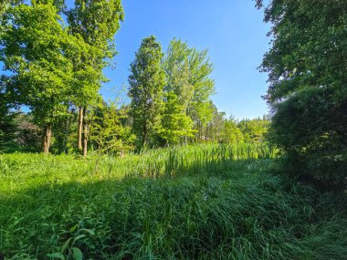 Bu yüksek çözünürlüklü fotoğraf, doğal dokular, ışık ve derinlik bakımından zengin sakin bir orman manzarası yakalar. Uzun ağaçlar gökyüzüne doğru uzanıyor, dalları yeşil bir gölgelik oluştururken, güneş ışığı yaprakların arasından süzülüyor ve benekler dökülüyor.