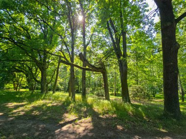 Bu yüksek çözünürlüklü fotoğraf, doğal dokular, ışık ve derinlik bakımından zengin sakin bir orman manzarası yakalar. Uzun ağaçlar gökyüzüne doğru uzanıyor, dalları yeşil bir gölgelik oluştururken, güneş ışığı yaprakların arasından süzülüyor ve benekler dökülüyor.