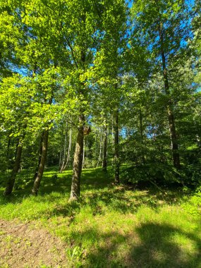 Bu yüksek çözünürlüklü fotoğraf, doğal dokular, ışık ve derinlik bakımından zengin sakin bir orman manzarası yakalar. Uzun ağaçlar gökyüzüne doğru uzanıyor, dalları yeşil bir gölgelik oluştururken, güneş ışığı yaprakların arasından süzülüyor ve benekler dökülüyor.