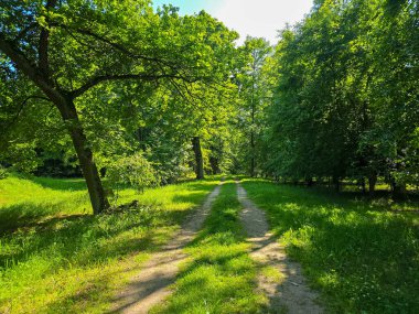 Bu yüksek çözünürlüklü fotoğraf, doğal dokular, ışık ve derinlik bakımından zengin sakin bir orman manzarası yakalar. Uzun ağaçlar gökyüzüne doğru uzanıyor, dalları yeşil bir gölgelik oluştururken, güneş ışığı yaprakların arasından süzülüyor ve benekler dökülüyor.