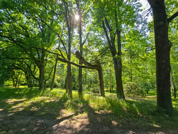 Bu yüksek çözünürlüklü fotoğraf, doğal dokular, ışık ve derinlik bakımından zengin sakin bir orman manzarası yakalar. Uzun ağaçlar gökyüzüne doğru uzanıyor, dalları yeşil bir gölgelik oluştururken, güneş ışığı yaprakların arasından süzülüyor ve benekler dökülüyor.