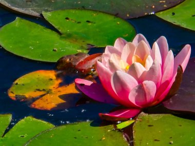 Bu yüksek çözünürlüklü fotoğraf, sakin bir göletin yüzeyinde huzur içinde yüzen nilüferleri güzel bir şekilde yakalar. Yumuşak pembe ve beyaz yapraklarıyla narin çiçekler, koyu ve yansıtıcı suya karşı çarpıcı bir kontrastlık yaratır.
