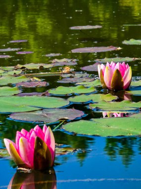 Bu yüksek çözünürlüklü fotoğraf, sakin bir göletin yüzeyinde huzur içinde yüzen nilüferleri güzel bir şekilde yakalar. Yumuşak pembe ve beyaz yapraklarıyla narin çiçekler, koyu ve yansıtıcı suya karşı çarpıcı bir kontrastlık yaratır.