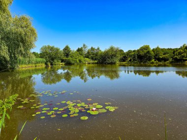 Bu yüksek çözünürlüklü fotoğraf, sakin bir göletin yüzeyinde huzur içinde yüzen nilüferleri güzel bir şekilde yakalar. Yumuşak pembe ve beyaz yapraklarıyla narin çiçekler, koyu ve yansıtıcı suya karşı çarpıcı bir kontrastlık yaratır.