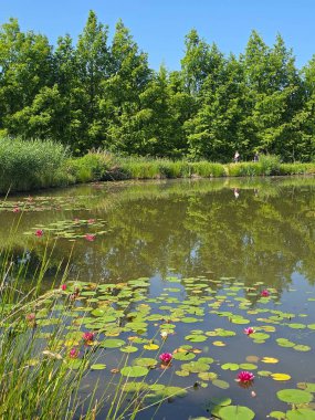 Bu yüksek çözünürlüklü fotoğraf, sakin bir göletin yüzeyinde huzur içinde yüzen nilüferleri güzel bir şekilde yakalar. Yumuşak pembe ve beyaz yapraklarıyla narin çiçekler, koyu ve yansıtıcı suya karşı çarpıcı bir kontrastlık yaratır.