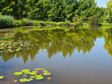 Bu yüksek çözünürlüklü fotoğraf, sakin bir göletin yüzeyinde huzur içinde yüzen nilüferleri güzel bir şekilde yakalar. Yumuşak pembe ve beyaz yapraklarıyla narin çiçekler, koyu ve yansıtıcı suya karşı çarpıcı bir kontrastlık yaratır.