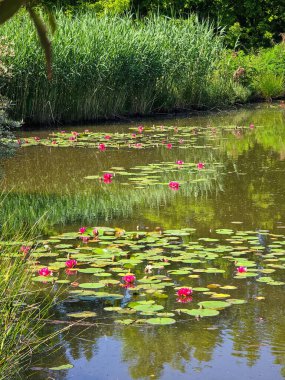 Bu yüksek çözünürlüklü fotoğraf, sakin bir göletin yüzeyinde huzur içinde yüzen nilüferleri güzel bir şekilde yakalar. Yumuşak pembe ve beyaz yapraklarıyla narin çiçekler, koyu ve yansıtıcı suya karşı çarpıcı bir kontrastlık yaratır.