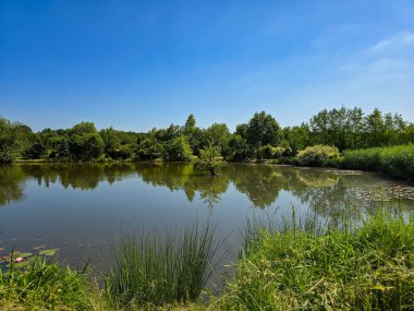 Bu yüksek çözünürlüklü fotoğraf çarpıcı bir göl manzarası sunuyor, suyun sakin yüzeyini, nazik yansımalarını ve dokunulmamış doğanın huzurlu çevresini yakalıyor. Bileşim arasında ağaçlar, bitki örtüsü veya ağaçlarla çevrili durgun su yer alıyor.