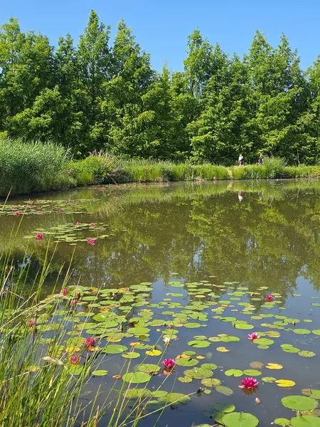 Bu yüksek çözünürlüklü fotoğraf, sakin bir göletin yüzeyinde huzur içinde yüzen nilüferleri güzel bir şekilde yakalar. Yumuşak pembe ve beyaz yapraklarıyla narin çiçekler, koyu ve yansıtıcı suya karşı çarpıcı bir kontrastlık yaratır.