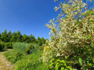Bu yüksek çözünürlüklü fotoğraf, ekilmiş güzellik ve el değmemiş doğanın ilham verici bir karışımını sergileyen, pitoresk bir botanik bahçe manzarasını yakalıyor. Dönek bir patika, canlı çiçeklerin, manikürlü çalıların ve olgun ağaçların arasında dolanıyor.