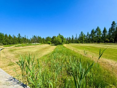Bu yüksek çözünürlüklü fotoğraf, ekilmiş güzellik ve el değmemiş doğanın ilham verici bir karışımını sergileyen, pitoresk bir botanik bahçe manzarasını yakalıyor. Dönek bir patika, canlı çiçeklerin, manikürlü çalıların ve olgun ağaçların arasında dolanıyor.