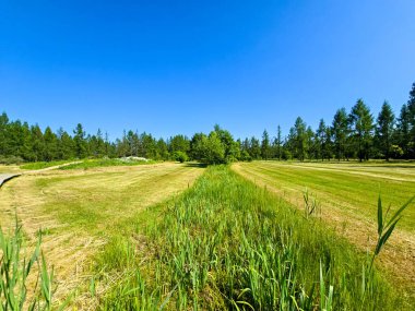 Bu yüksek çözünürlüklü fotoğraf, ekilmiş güzellik ve el değmemiş doğanın ilham verici bir karışımını sergileyen, pitoresk bir botanik bahçe manzarasını yakalıyor. Dönek bir patika, canlı çiçeklerin, manikürlü çalıların ve olgun ağaçların arasında dolanıyor.