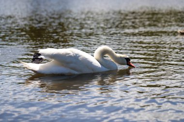 Aynaya benzeyen bir gölün üzerinde zarif, güzel, beyaz kuğular. Doğa temaları, rahatlama içeriği ve doğal tasarımlar için mükemmel. Barış, zarafet ve doğal uyum tek atışta.