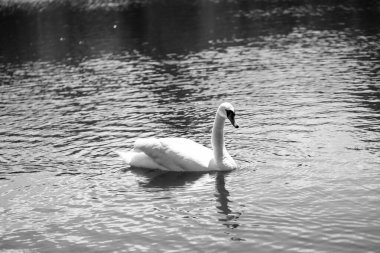 Aynaya benzeyen bir gölün üzerinde zarif, güzel, beyaz kuğular. Doğa temaları, rahatlama içeriği ve doğal tasarımlar için mükemmel. Barış, zarafet ve doğal uyum tek atışta.