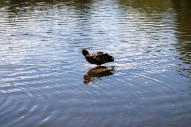 Aynaya benzeyen bir gölün üzerinde zarif, güzel, beyaz kuğular. Doğa temaları, rahatlama içeriği ve doğal tasarımlar için mükemmel. Barış, zarafet ve doğal uyum tek atışta.