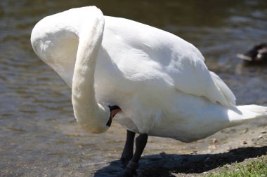 Doğanın mükemmel ahengi: kristal berrak su üzerinde süzülen zarif kuğular. Büyüleyici yansımalar ve sakin bir atmosfer. Tasarım, reklam ve yaratıcı projeler için kaliteli kalite
