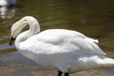 Doğanın mükemmel ahengi: kristal berrak su üzerinde süzülen zarif kuğular. Büyüleyici yansımalar ve sakin bir atmosfer. Tasarım, reklam ve yaratıcı projeler için kaliteli kalite