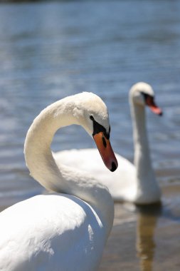 Büyüleyici kuğu ikilisi büyülü bir saatte cam göl sularında süzülüyor. Düğün temaları, lüks markalar ve doğa belgeselleri için mükemmel. Rüya gibi bokeh efektleri olan ultra HD görüntüleme