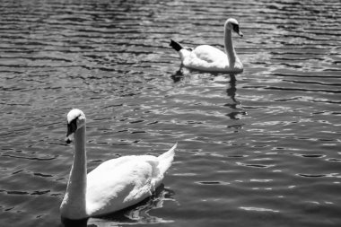 Büyüleyici kuğu ikilisi büyülü bir saatte cam göl sularında süzülüyor. Düğün temaları, lüks markalar ve doğa belgeselleri için mükemmel. Rüya gibi bokeh efektleri olan ultra HD görüntüleme