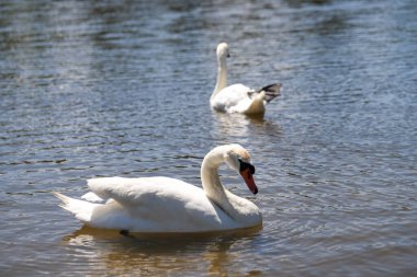 Büyüleyici kuğu ikilisi büyülü bir saatte cam göl sularında süzülüyor. Düğün temaları, lüks markalar ve doğa belgeselleri için mükemmel. Rüya gibi bokeh efektleri olan ultra HD görüntüleme