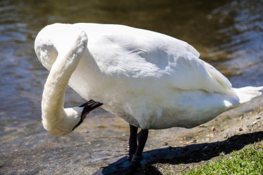 Doğanın mükemmel ahengi: kristal berrak su üzerinde süzülen zarif kuğular. Büyüleyici yansımalar ve sakin bir atmosfer. Tasarım, reklam ve yaratıcı projeler için kaliteli kalite