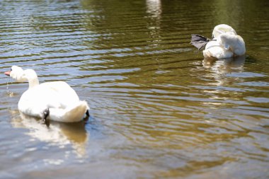 Doğanın mükemmel ahengi: kristal berrak su üzerinde süzülen zarif kuğular. Büyüleyici yansımalar ve sakin bir atmosfer. Tasarım, reklam ve yaratıcı projeler için kaliteli kalite
