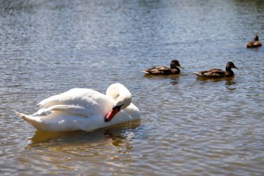 Yalnız beyaz bir kuğu gün ışığında sakin bir gölde süzülüyor. Huzurlu bir doğa sahnesi saflığı, zarafeti ve huzuru simgeliyor.