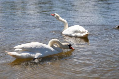 Büyüleyici kuğu ikilisi büyülü bir saatte cam göl sularında süzülüyor. Düğün temaları, lüks markalar ve doğa belgeselleri için mükemmel. Rüya gibi bokeh efektleri olan ultra HD görüntüleme