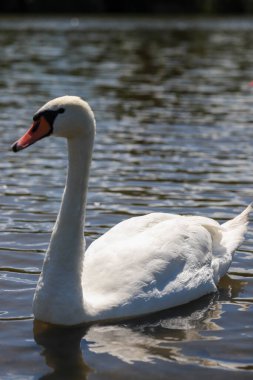 Görkemli beyaz bir kuğu, öğle güneşinin altında sakin bir gölde zarifçe süzülüyor. Huzurlu doğa sahnesi barışı, zarafeti ve doğal güzelliği simgeler.
