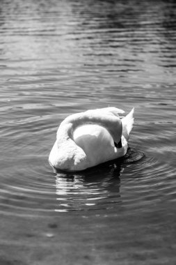 Görkemli beyaz bir kuğu, öğle güneşinin altında sakin bir gölde zarifçe süzülüyor. Huzurlu doğa sahnesi barışı, zarafeti ve doğal güzelliği simgeler.