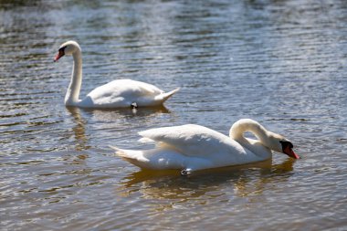 Büyüleyici kuğu ikilisi büyülü bir saatte cam göl sularında süzülüyor. Düğün temaları, lüks markalar ve doğa belgeselleri için mükemmel. Rüya gibi bokeh efektleri olan ultra HD görüntüleme