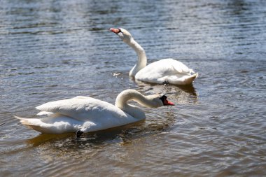 Büyüleyici kuğu ikilisi büyülü bir saatte cam göl sularında süzülüyor. Düğün temaları, lüks markalar ve doğa belgeselleri için mükemmel. Rüya gibi bokeh efektleri olan ultra HD görüntüleme