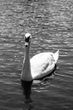 Güneşli bir günde sakin bir gölde huzur içinde yüzen beyaz bir kuğu. Saflığı, zarafeti ve sükuneti sembolize eden sakin bir doğa sahnesi. Doğa, romantizm ve huzur temaları için mükemmel..